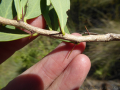 Gymnosporia glaucophylla
