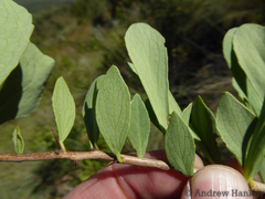 Gymnosporia glaucophylla