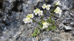 Arabis stellulata