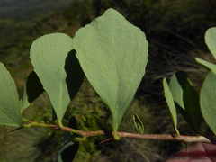 Gymnosporia glaucophylla