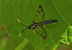 Synanthedon fatifera