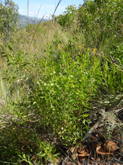 Senecio microglossus