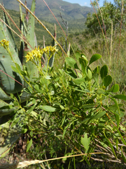 Senecio microglossus