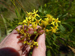 Senecio microglossus