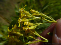 Senecio microglossus