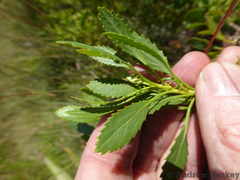 Senecio microglossus