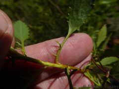 Senecio microglossus