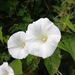 Large Bindweed - Photo (c) matt_armes, some rights reserved (CC BY-NC)