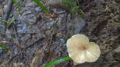 Microporellus obovatus