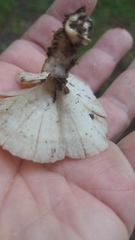 Microporellus obovatus