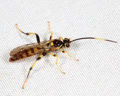 Cratichneumon paratus