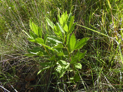 Searsia rogersii