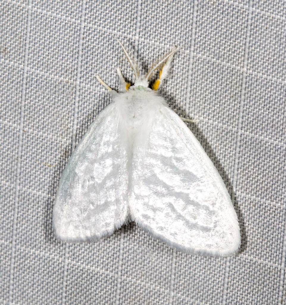 Euzora collucens