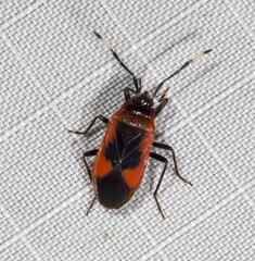 Delacampius lateralis