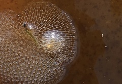 Corambe