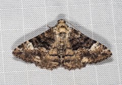 Aporoctena scierodes