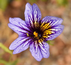 Salpiglossis sinuata
