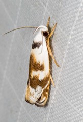 Plectophila pyrgodes