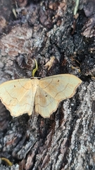 Idaea emarginata