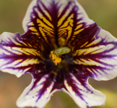 Salpiglossis sinuata