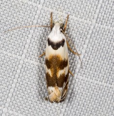 Plectophila pyrgodes