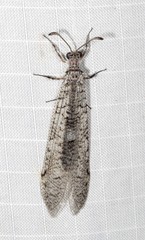 Protoplectron venustum