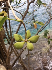 Sterculia ceramica