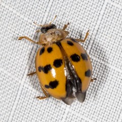 Harmonia octomaculata