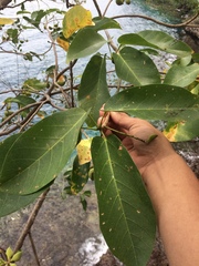 Sterculia ceramica
