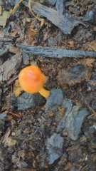 Gliophorus