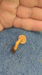 Gliophorus
