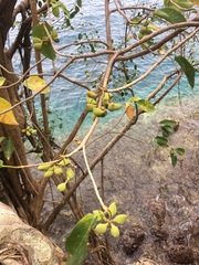 Sterculia ceramica
