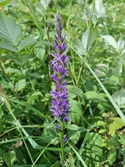 Asyneuma campanuloides