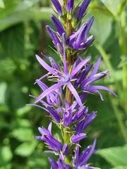 Asyneuma campanuloides