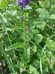 Asyneuma campanuloides