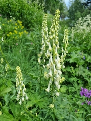 Aconitum orientale