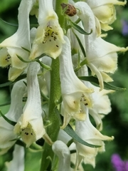 Aconitum orientale