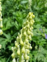 Aconitum orientale