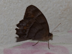 Taygetis thamyra