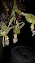 Stanhopea ruckeri