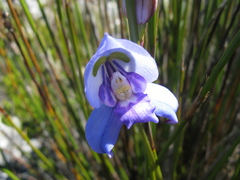 Disa graminifolia