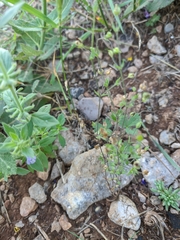 Arenaria leptoclados