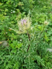 Cirsium obvallatum