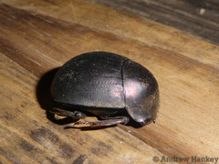 Chalconotus convexus