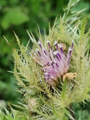 Cirsium obvallatum