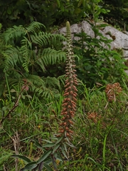 Digitalis parviflora