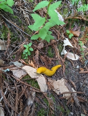 Ariolimax dolichophallus