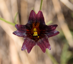 Salpiglossis sinuata