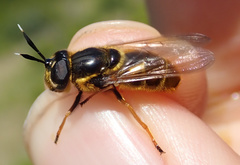 Callicera aurata