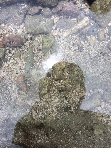 Istigobius ornatus